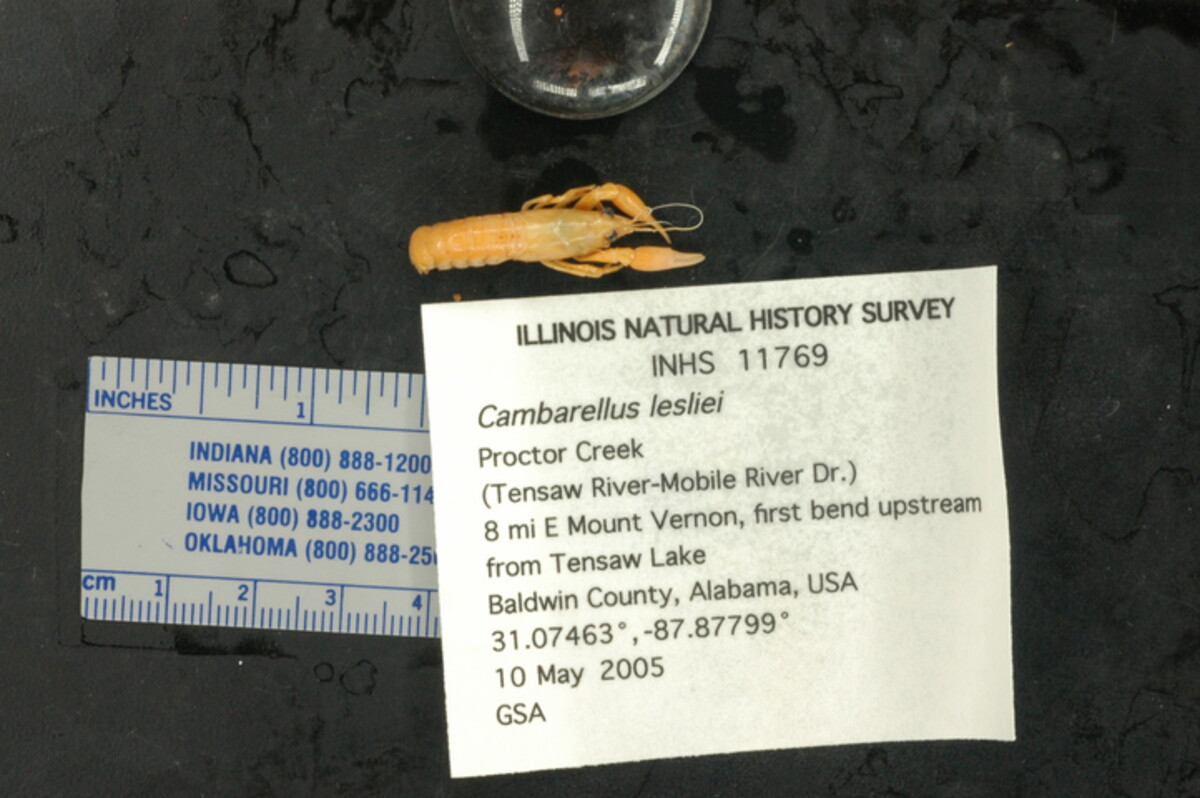 Cambarellus lesliei image